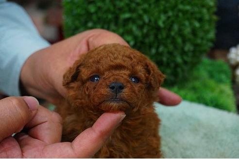 成約済の京都府のトイプードル-45558の1枚目