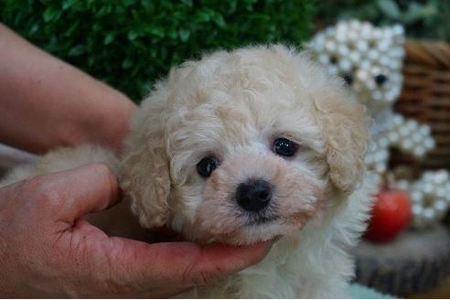 成約済の京都府のトイプードル-45971の5枚目