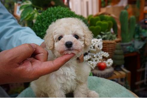 成約済の京都府のトイプードル-45971の4枚目