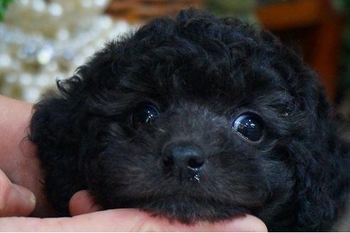 成約済の京都府のトイプードル-45972の3枚目