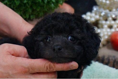 成約済の京都府のトイプードル-45972の2枚目