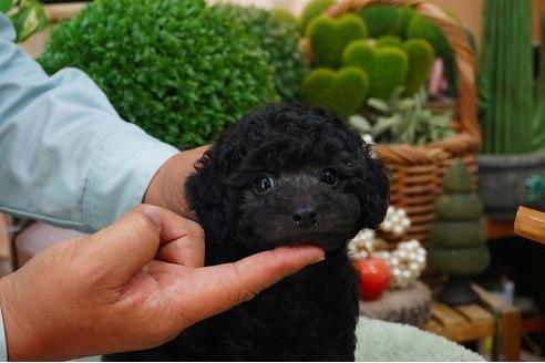 成約済の京都府のトイプードル-45972の1枚目