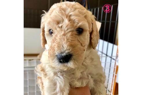 成約済の大分県のスタンダードプードル-45978の1枚目