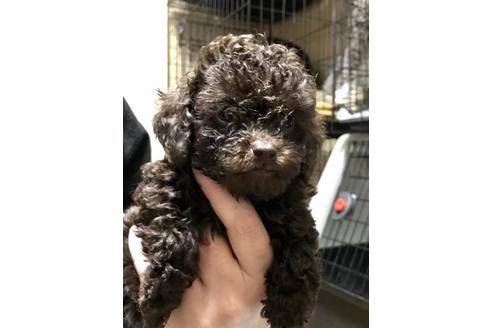 成約済の東京都のトイプードル-44150の4枚目