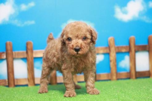 成約済の滋賀県のトイプードル-45422の2枚目