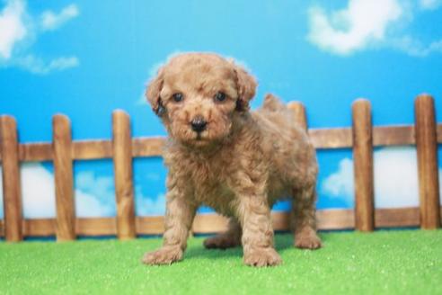 成約済の滋賀県のトイプードル-45422の1枚目