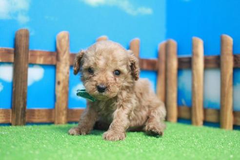 成約済の滋賀県のトイプードル-45424の2枚目