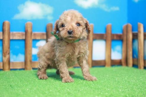 成約済の滋賀県のトイプードル-45424の1枚目