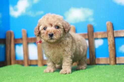 成約済の滋賀県のトイプードル-45426の2枚目