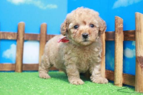 成約済の滋賀県のトイプードル-45426の1枚目