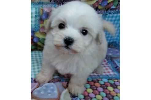 成約済の岐阜県のミックス犬-46092の2枚目