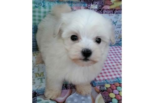 成約済の岐阜県のミックス犬-46092の1枚目