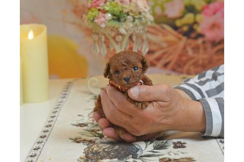 成約済の埼玉県のトイプードル-44666の3枚目