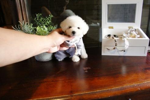 成約済の埼玉県のトイプードル-46101の4枚目