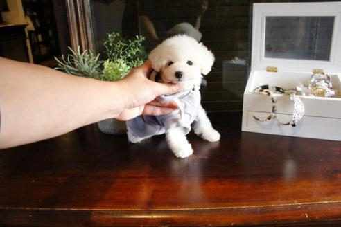 成約済の埼玉県のトイプードル-46101の2枚目