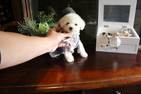 成約済の埼玉県のトイプードル-46101の3枚目