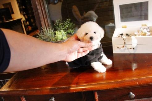 成約済の埼玉県のトイプードル-46102の5枚目