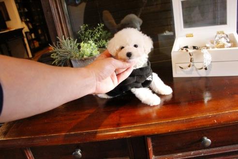 成約済の埼玉県のトイプードル-46102の1枚目