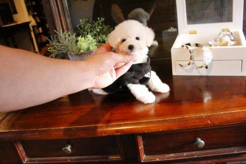 成約済の埼玉県のトイプードル-46102の2枚目