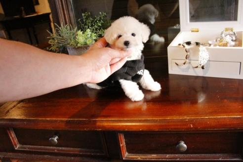 成約済の埼玉県のトイプードル-46102の3枚目