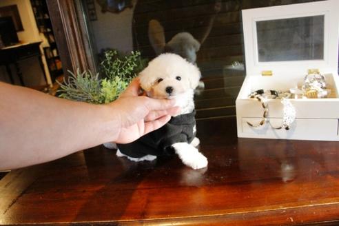 成約済の埼玉県のトイプードル-46102の4枚目