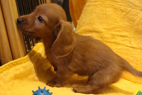 成約済の愛知県のカニンヘンダックスフンド(ロングヘアード)-44046の5枚目