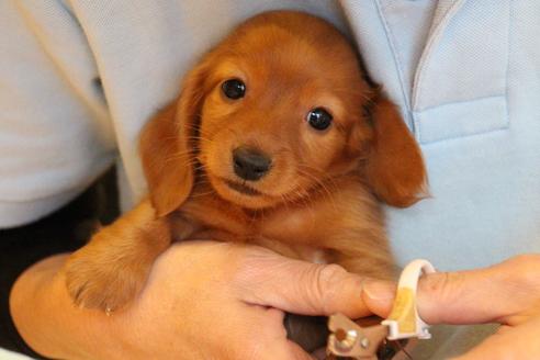 成約済の愛知県のカニンヘンダックスフンド(ロングヘアード)-44046の4枚目