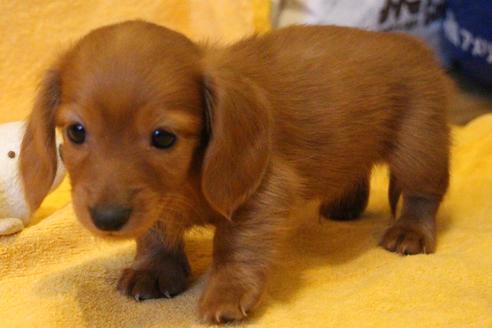 成約済の愛知県のカニンヘンダックスフンド(ロングヘアード)-44046の3枚目