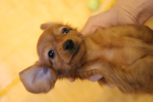 成約済の愛知県のカニンヘンダックスフンド(ロングヘアード)-44046の2枚目