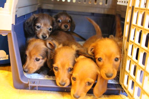 成約済の愛知県のカニンヘンダックスフンド(ロングヘアード)-44046の1枚目