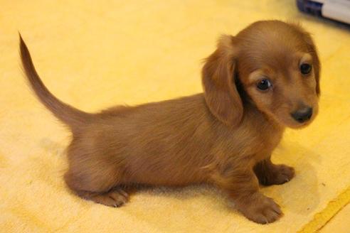 成約済の愛知県のカニンヘンダックスフンド(ロングヘアード)-44047の5枚目