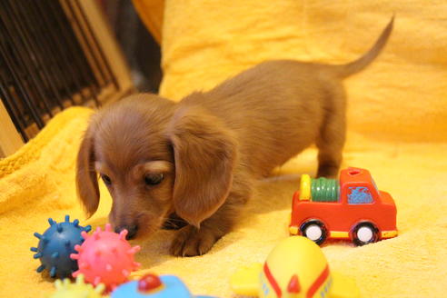 成約済の愛知県のカニンヘンダックスフンド(ロングヘアード)-44047の4枚目