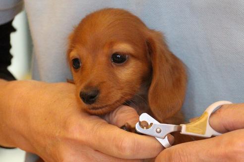 成約済の愛知県のカニンヘンダックスフンド(ロングヘアード)-44047の3枚目