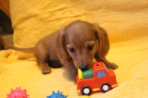 成約済の愛知県のカニンヘンダックスフンド(ロングヘアード)-44047の2枚目