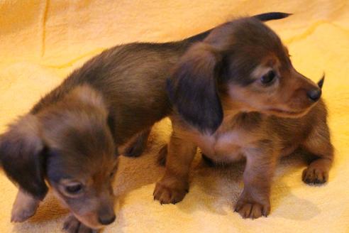 成約済の愛知県のカニンヘンダックスフンド(ロングヘアード)-44054の4枚目