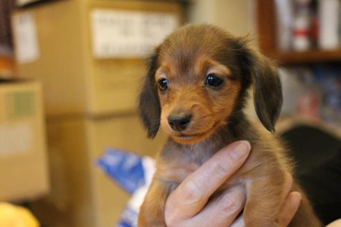 成約済の愛知県のカニンヘンダックスフンド(ロングヘアード)-44054の3枚目