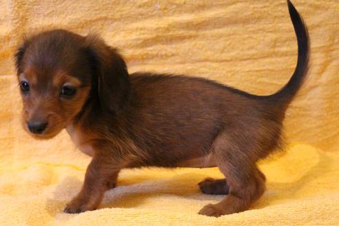 成約済の愛知県のカニンヘンダックスフンド(ロングヘアード)-44054の2枚目