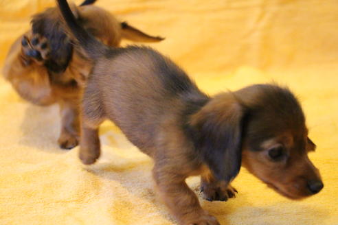 成約済の愛知県のカニンヘンダックスフンド(ロングヘアード)-44054の1枚目