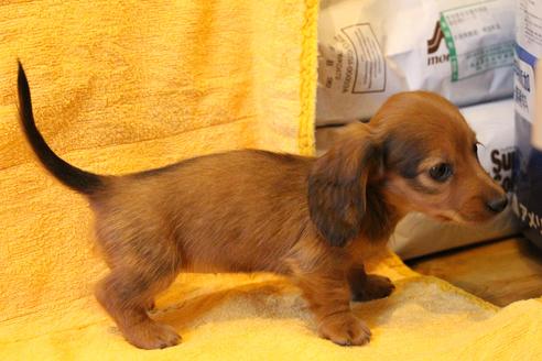 成約済の愛知県のカニンヘンダックスフンド(ロングヘアード)-44048の4枚目