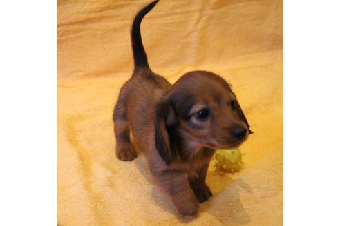 成約済の愛知県のカニンヘンダックスフンド(ロングヘアード)-44048の3枚目