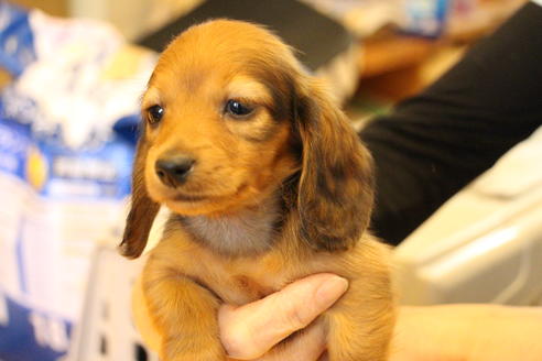 成約済の愛知県のカニンヘンダックスフンド(ロングヘアード)-44048の2枚目