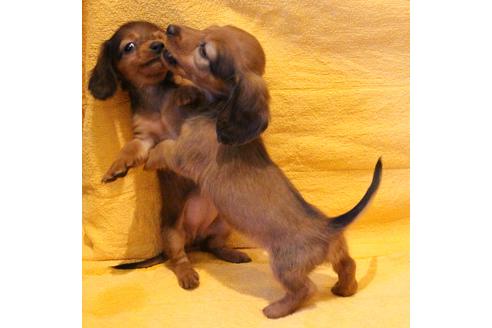 成約済の愛知県のカニンヘンダックスフンド(ロングヘアード)-44048の1枚目