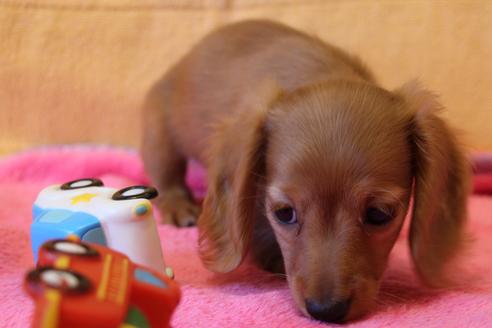 成約済の愛知県のカニンヘンダックスフンド(ロングヘアード)-44084の5枚目