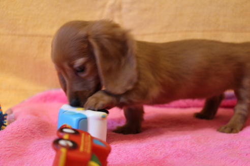 成約済の愛知県のカニンヘンダックスフンド(ロングヘアード)-44084の4枚目
