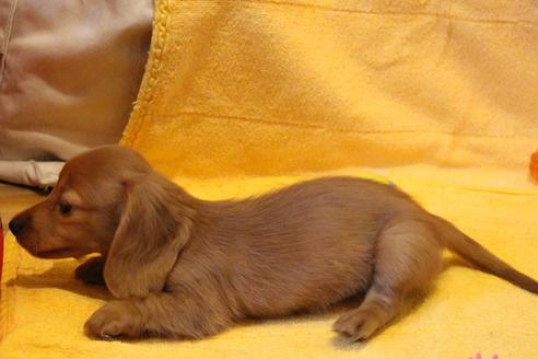 成約済の愛知県のカニンヘンダックスフンド(ロングヘアード)-44084の3枚目