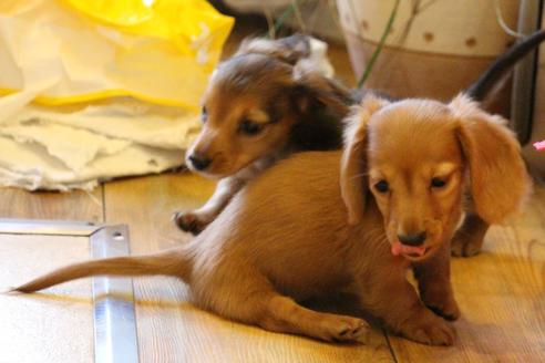 成約済の愛知県のカニンヘンダックスフンド(ロングヘアード)-44084の2枚目