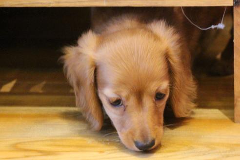 成約済の愛知県のカニンヘンダックスフンド(ロングヘアード)-44084の1枚目