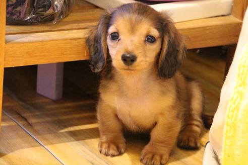 成約済の愛知県のカニンヘンダックスフンド(ロングヘアード)-44083の5枚目