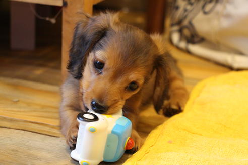 成約済の愛知県のカニンヘンダックスフンド(ロングヘアード)-44083の4枚目