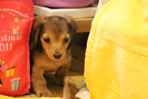 成約済の愛知県のカニンヘンダックスフンド(ロングヘアード)-44083の2枚目